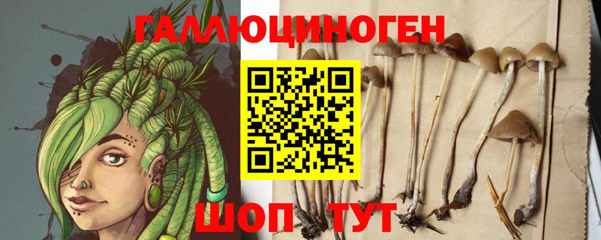 Псилоцибиновые грибы Psilocybe Йошкар-Ола